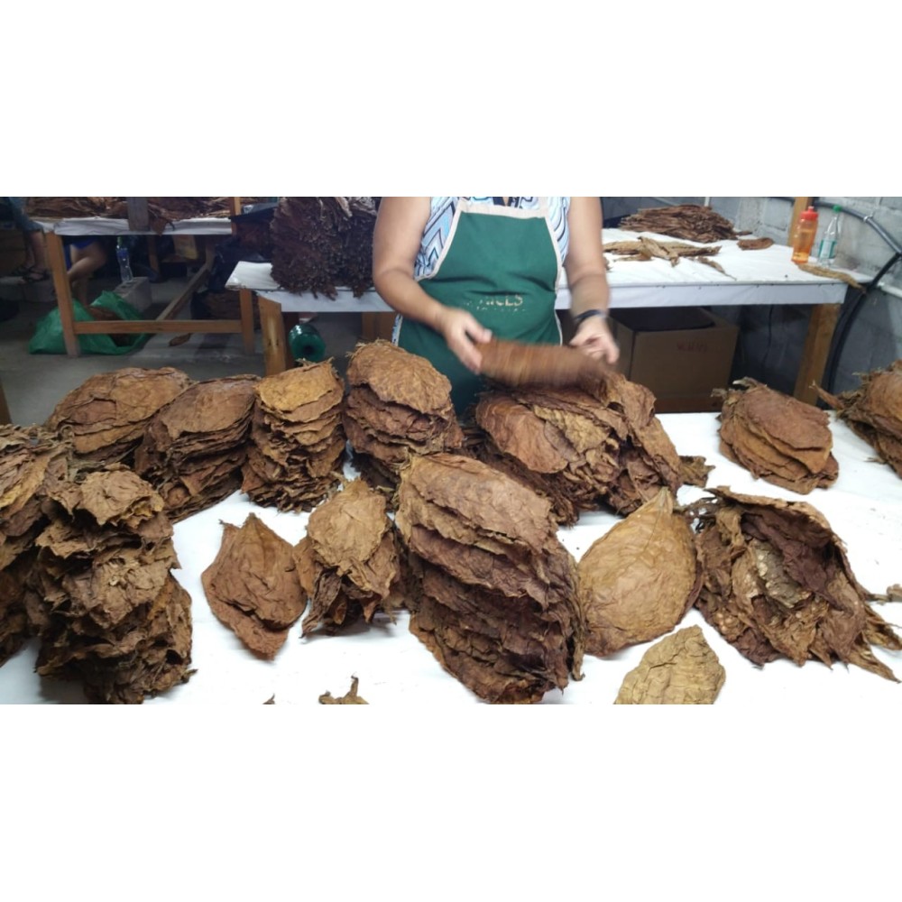Jamastran Tabac Honduras Jamastran Sous-cape