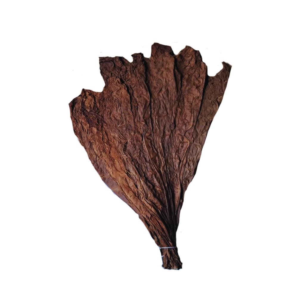 Feuilles de tabac capes du honduras