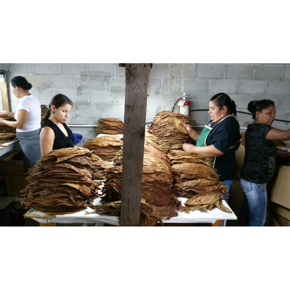 Jamastran Tabac Honduras Jamastran Sous-cape