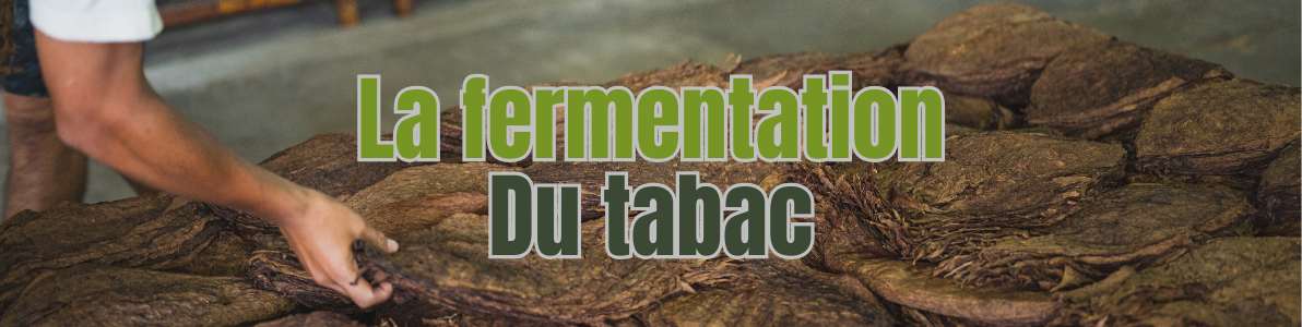 La fermentation du tabac