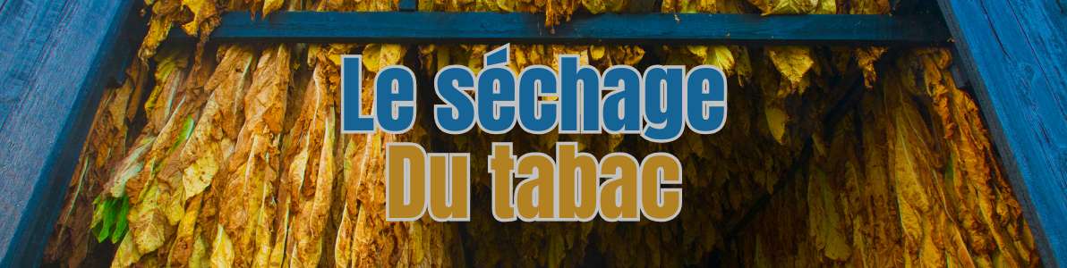 le séchage du tabac à cigare